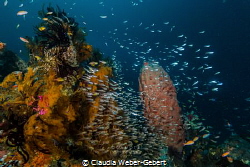 wonderful reef with loads of fish in Triton Bay - West Papua by Claudia Weber-Gebert 